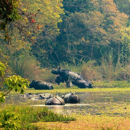 Chitwan Gaida Lodge - Animal Lovers & Birdwatchers Paradise Sauraha Exterior foto