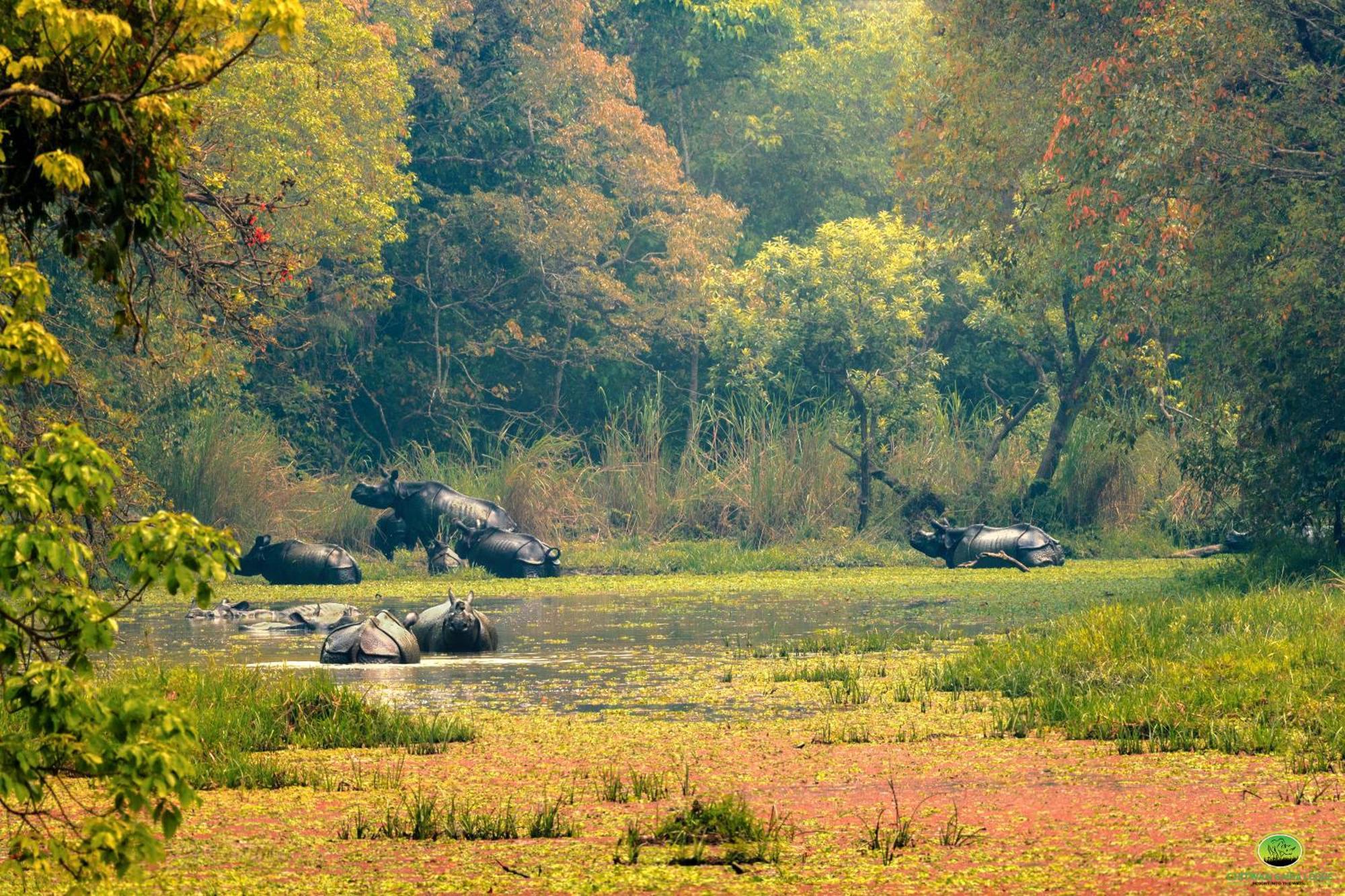 Chitwan Gaida Lodge - Animal Lovers & Birdwatchers Paradise Sauraha Exterior foto