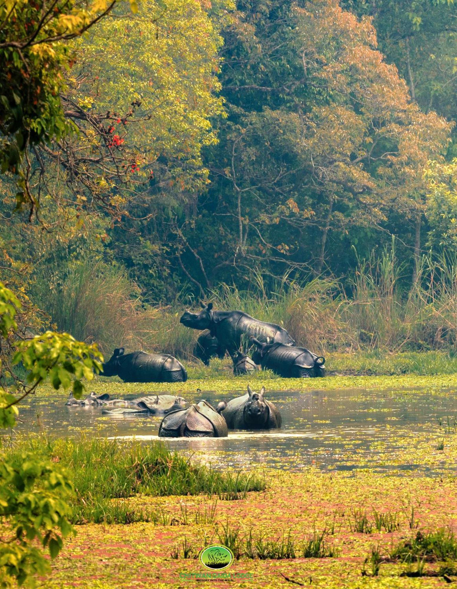 Chitwan Gaida Lodge - Animal Lovers & Birdwatchers Paradise Sauraha Exterior foto